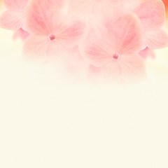 pink flowers in soft and blur style on mulberry paper texture for background
