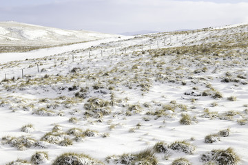 Tussoc Grass peeping through the snow. Winter Landscape, Falklan