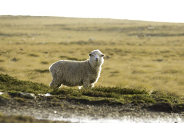 Sheep at pasture. Falkland Islands.
