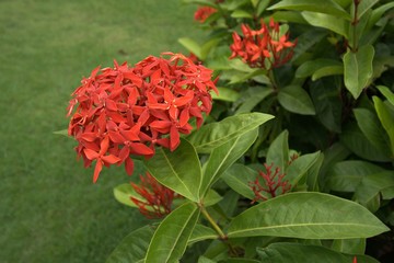 Ixora flowers in the garden at the park