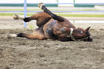 Young bay horse lying in sand.