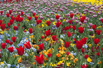 Multicolored tulips. 