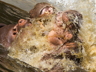 Two fighting hippos (Hippopotamus amphibius)
