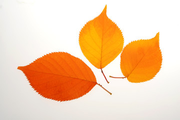 가을풍경, 소품, 가을 이미지  