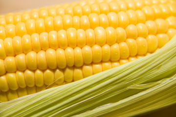 One ear of corn ripe on a old cloth