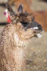 Fototapeta premium Portrait of beautiful Llama, Bolivia