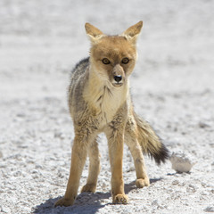 Chile's Andean fox, Atacama desert