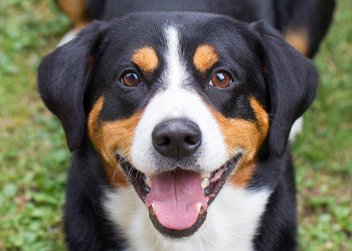 Young Sennenhund, close-up