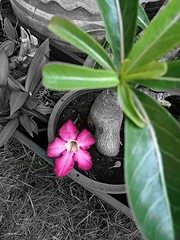 Red desert flower that fall from the tree. Camera by smart phone. spot color in smart phone.