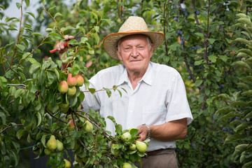 Senior man picking pears in his orchard