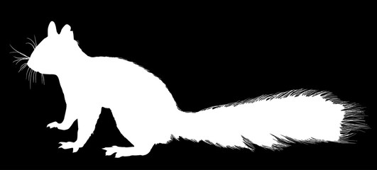 squirrel white silhouette isolated on black