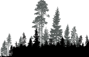 black coniferous forest isolated on white © Alexander Potapov