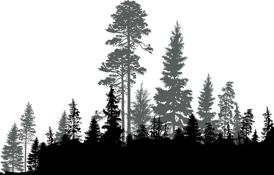 black coniferous forest isolated on white