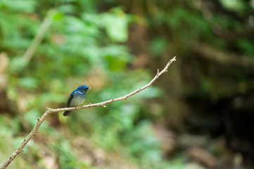 Colorful blue bird, Niltava macgrigoriae