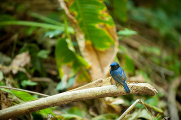Colorful blue bird, Niltava macgrigoriae