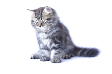Stock Photo:.Persian kitten, 2 months old, sitting in front of w