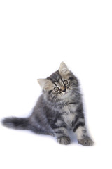 Stock Photo:.Persian kitten, 2 months old, sitting in front of w