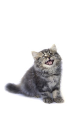 Stock Photo:.Persian kitten, 2 months old, sitting in front of w