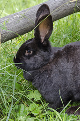 Hase - Schwarz