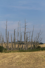 Gruppe toter Bäume auf Feld