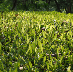 Obraz premium green grasses hill in garden