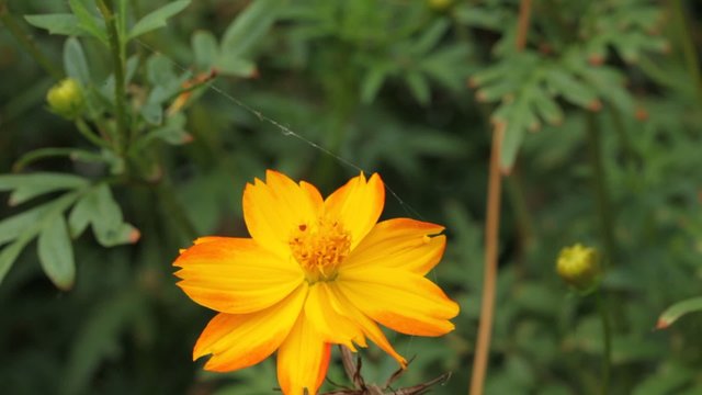 sommerwiese