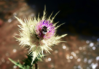 Bumblebee on a flower feverweed plain.