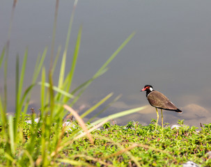 Red-wattled Lapwing
