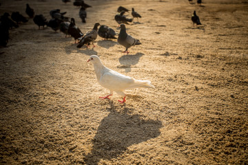 pigeons on sand
