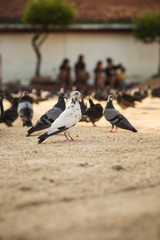 pigeons on sand