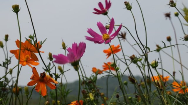 sommerwiese