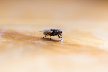 fly eating sugar