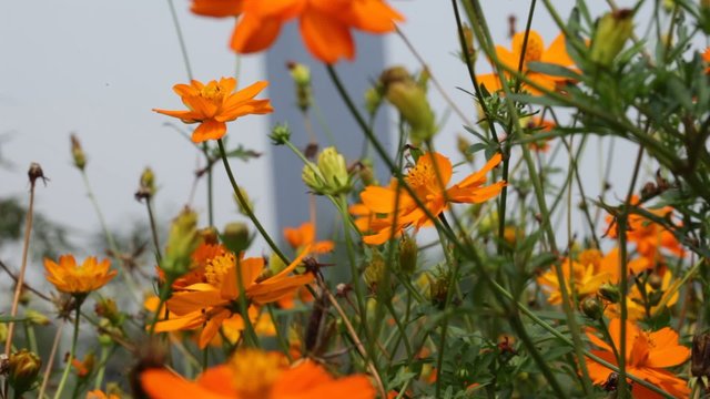 sommerwiese