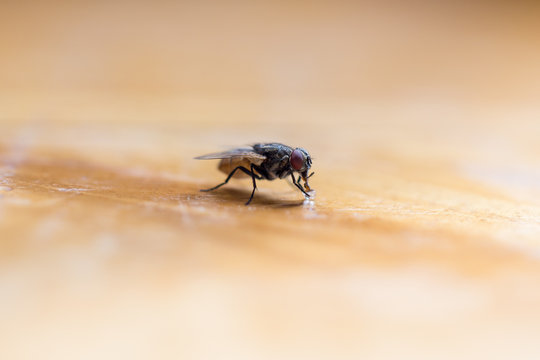 fly eating sugar