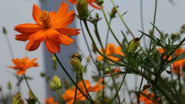 sommerwiese