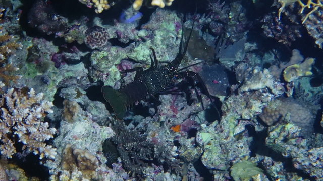 Spiny lobster walking coral reef and hiding in its hole