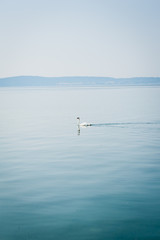 Fototapeta na wymiar White swan swims on a lake in haze morning