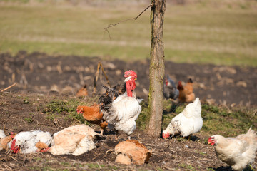 Rooster near hens having a dust bath on a warm day