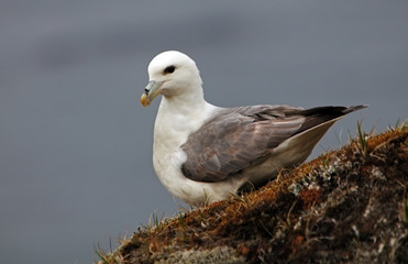 Seagull