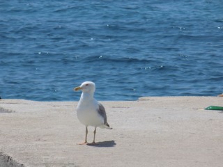 Seagull