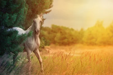 Raamstickers white horse © ashva