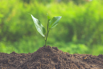 Young plant with filter effect retro vintage style