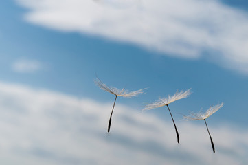 Dandelion on blue sky