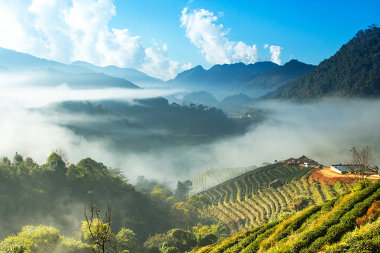 Fototapeta Colourful forest landscape in Doi Ang khang, Chiang Mai Province ,Thailand.
