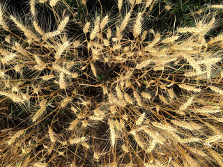 gold wheat top view