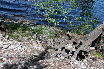 two trees on a rocky river bank with bare roots tangled