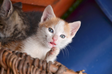 Fototapeta na wymiar Adoreble and lovely cat in brown basket