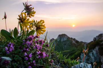 Beautiful flowers on the top of mountains during wonderful sunset