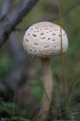 mushroom 