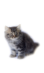 Stock Photo:
Persian kitten, 2 months old, sitting in front of white background